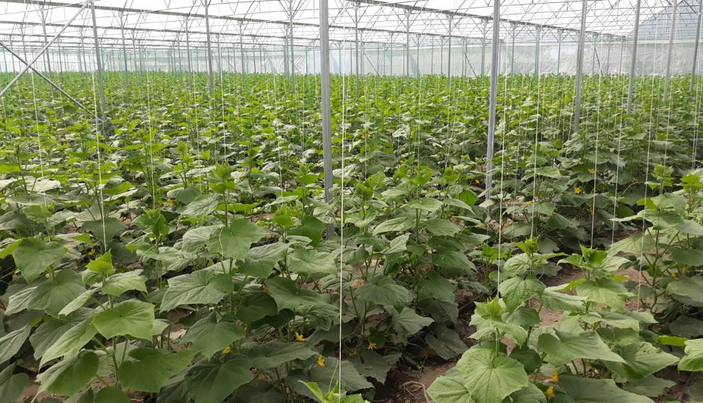 Erzincan Solucan Gübresi: Sebzeleriniz, meyveleriniz için katı ve sıvı solucan gübreleri ile yüksek verim ve kaliteliyi sağlayın. Erzincan Mc Solucan gübresi kullandığınızda ürünlerinizde 1 hafta erken hasat imkanı sağlayın. Erzincan Mc Solucan katı ve sıvı gübrelerimizi keşfedin