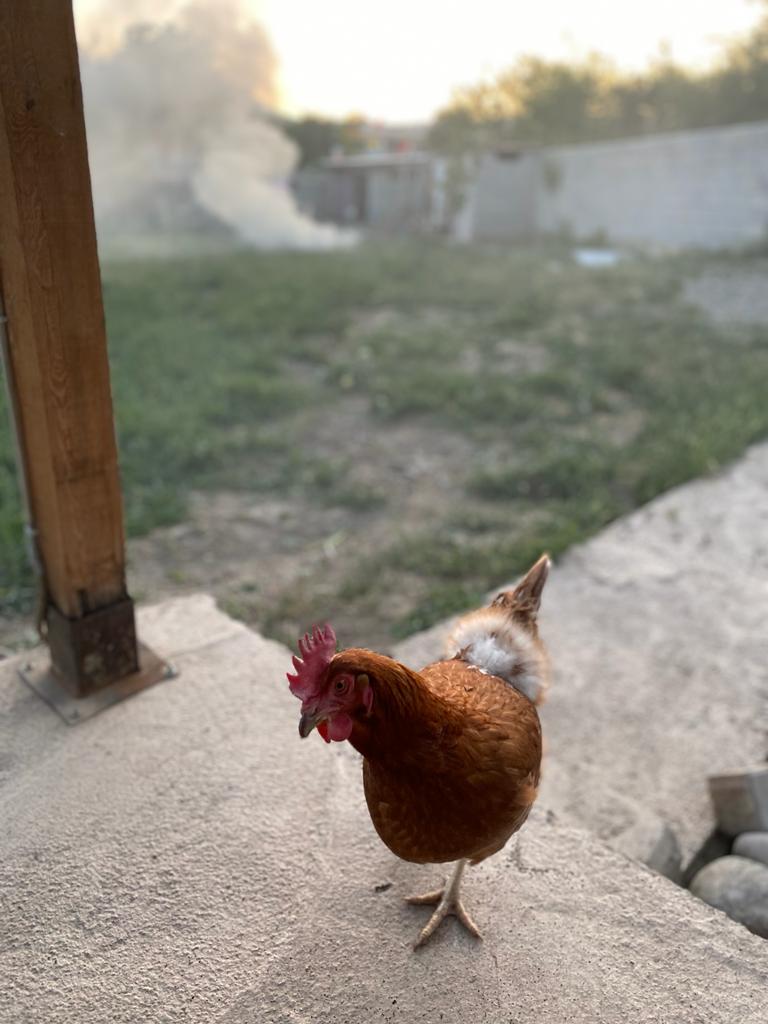 Erzincan Solucan Gübresi: Sebzeleriniz, meyveleriniz için katı ve sıvı solucan gübreleri ile yüksek verim ve kaliteliyi sağlayın. Erzincan Mc Solucan gübresi kullandığınızda ürünlerinizde 1 hafta erken hasat imkanı sağlayın. Erzincan Mc Solucan katı ve sıvı gübrelerimizi keşfedin